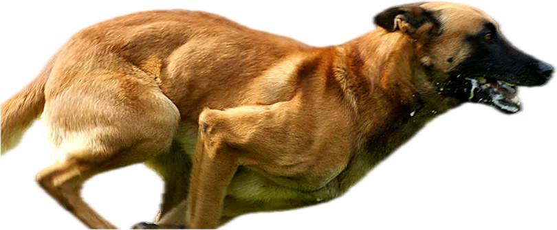 Tan working dog at full sprint