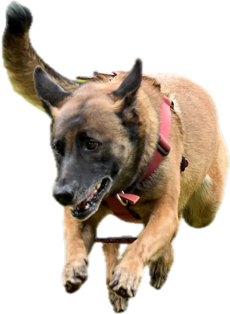 Belgian Malinois clearing a hurdle