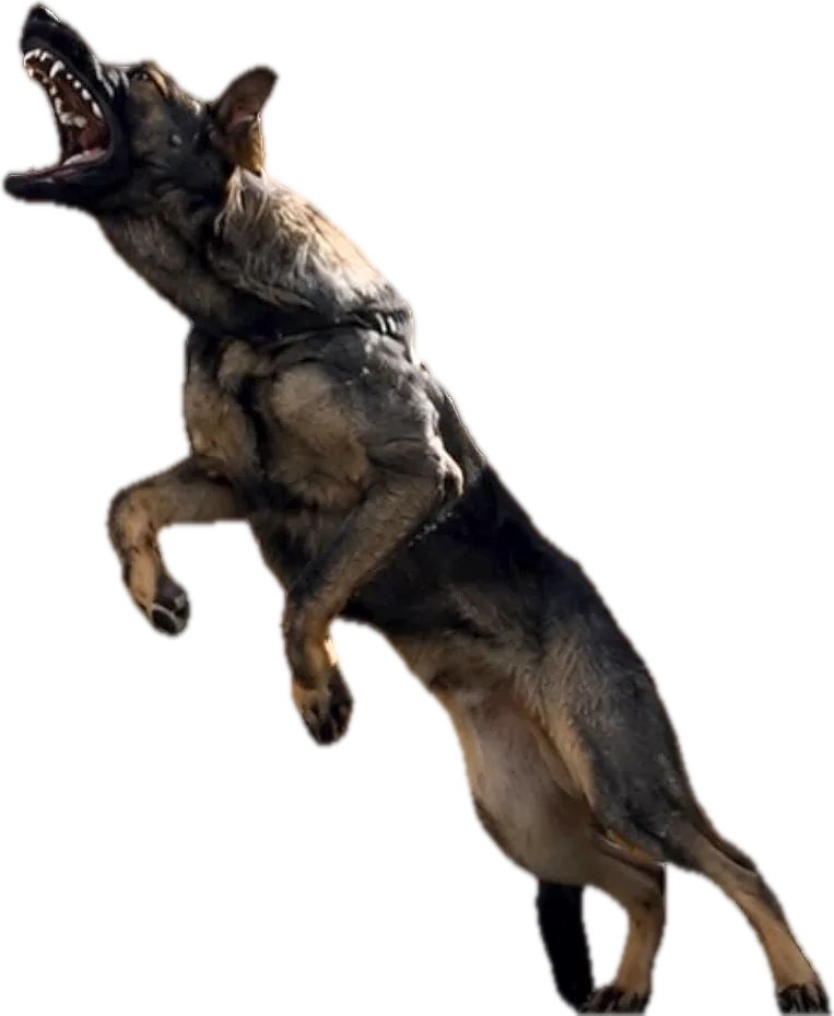 German Shepherd leaping with its mouth open